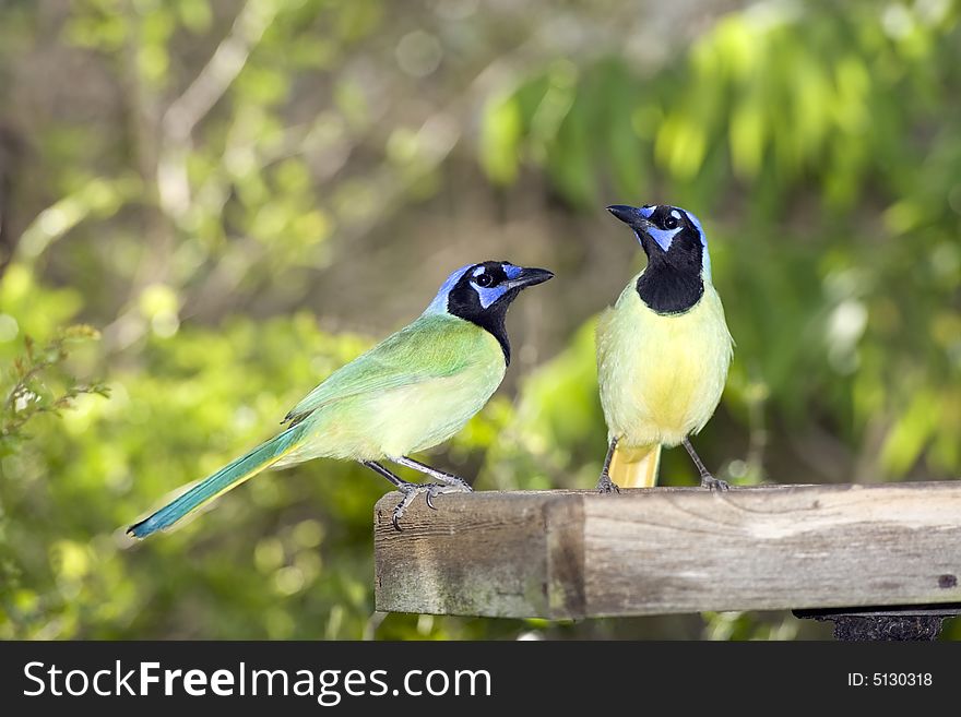 A pair of Green Jays eating seeds from the platform feeder. A pair of Green Jays eating seeds from the platform feeder