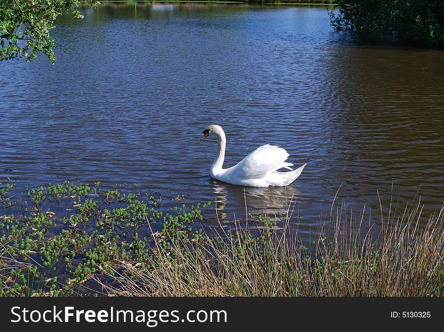 Swan in lake with high grass