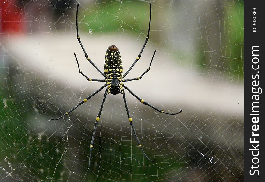 BIG Spider with yellow stripe standing on Web. BIG Spider with yellow stripe standing on Web