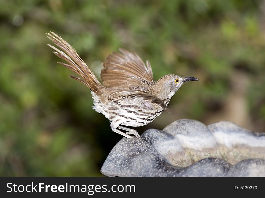 A Long-billed Thrasher drinking is about to fly off to the feeder