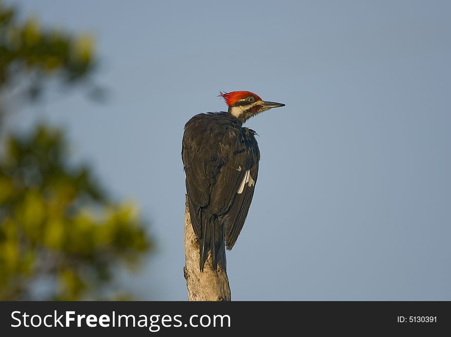 Pileated Woodpecker perched