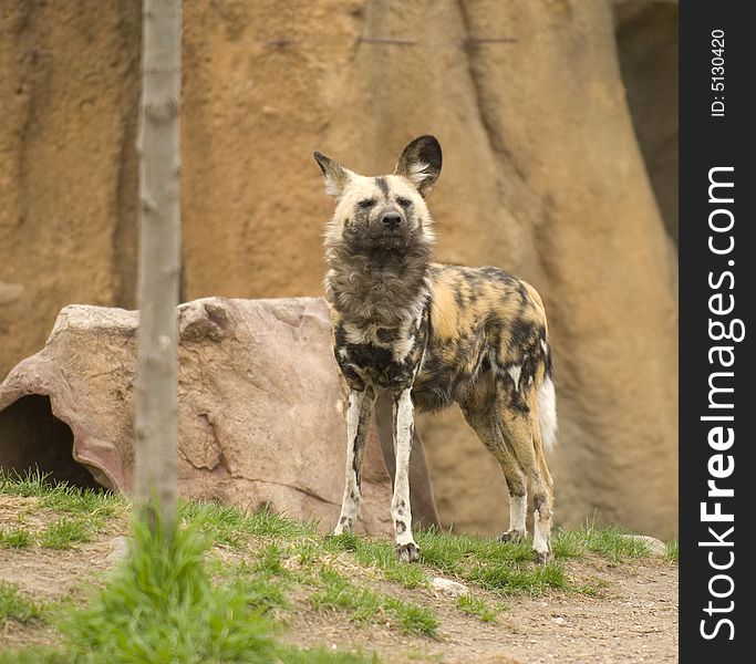 African Wild Dog at the Lincoln Park Zoo in Chicago. African Wild Dog at the Lincoln Park Zoo in Chicago.