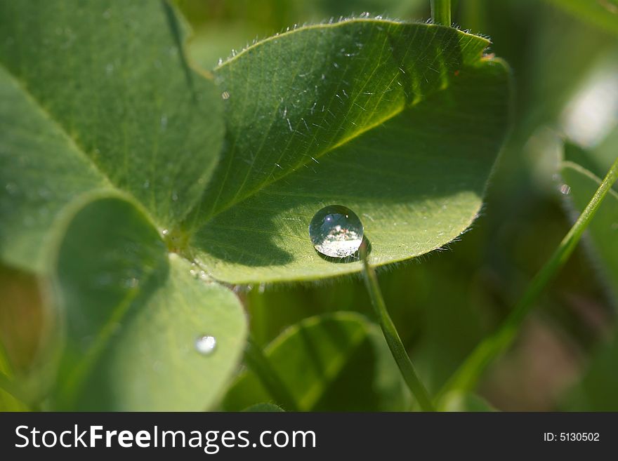 Waterdrop On A Leaf