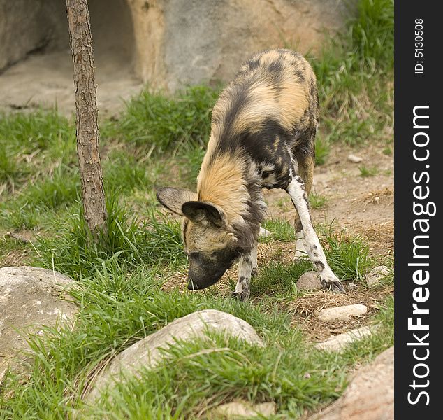 African Wild Dog at the Lincoln Park Zoo in Chicago.