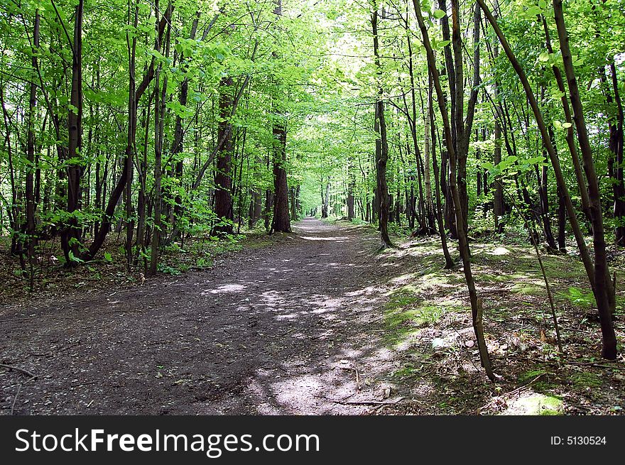 A ride in the forest in Poland