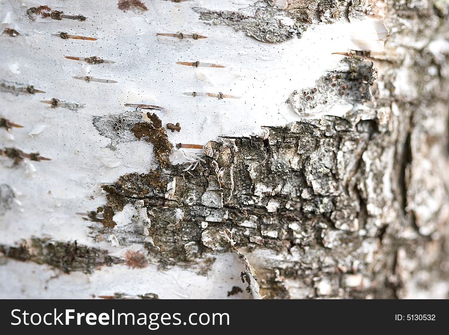 Closeup view of the bark of a white birch tree. Closeup view of the bark of a white birch tree.