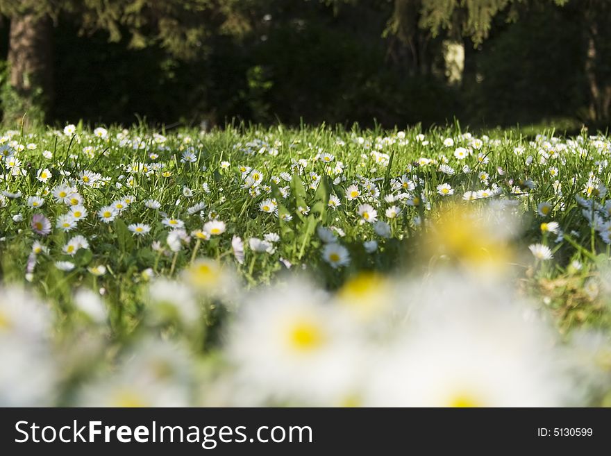 Meadow background with daisies. Place for text available.