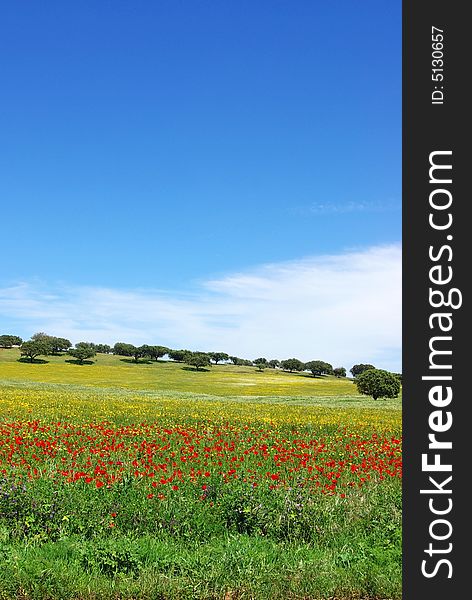 Poppies  in colored field,  alentejo region, Portugal. Poppies  in colored field,  alentejo region, Portugal.