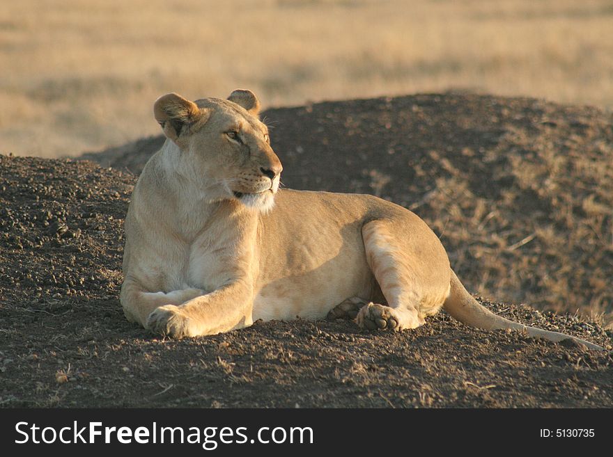 Lion observing, Lion lieing, Savanna, Maasai National Reserve, Southwestern Kenya, Africa