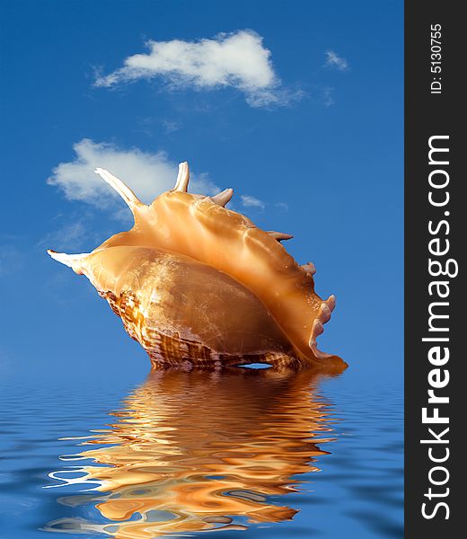 Cockleshell with the reflection in water of the sea on a background of the blue sky. Cockleshell with the reflection in water of the sea on a background of the blue sky