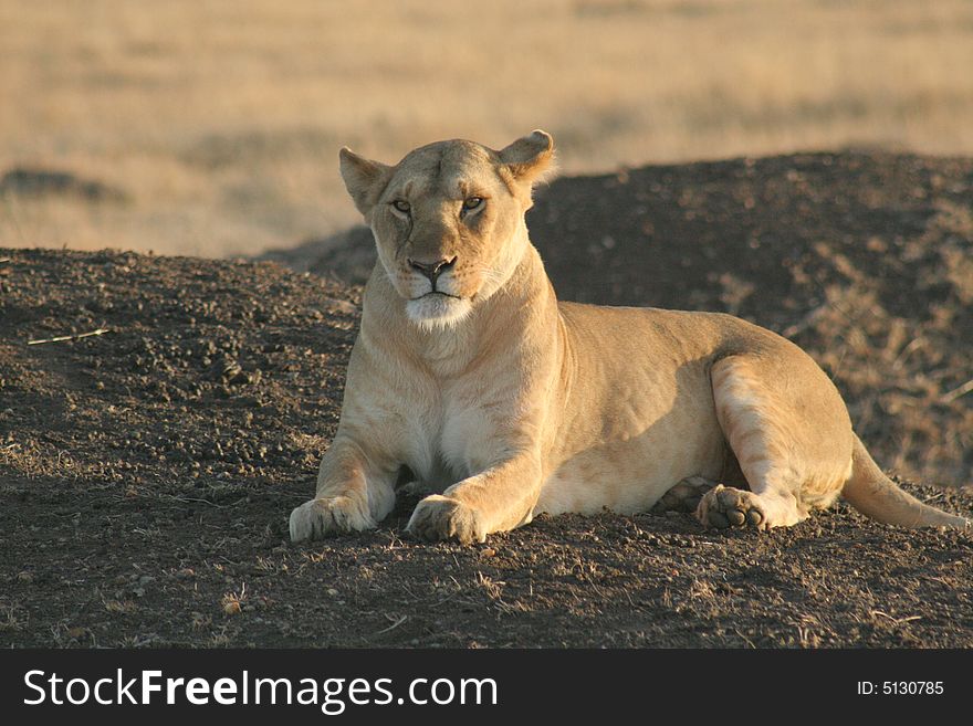 Lion lieing, Lion waiting, Savanna, Maasai National Reserve, Southwestern Kenya, Africa