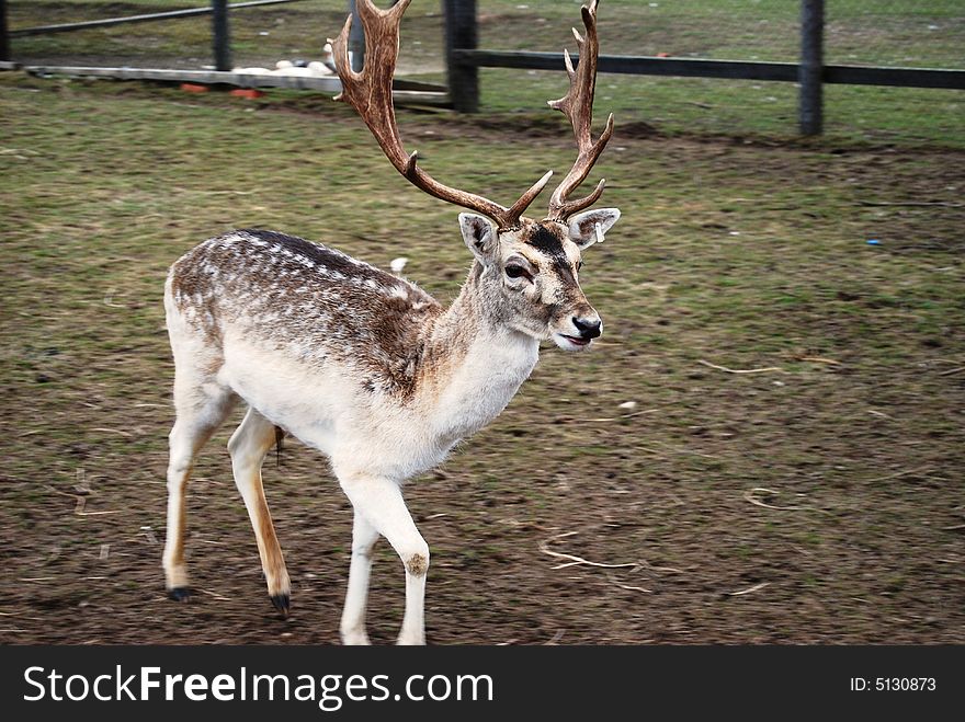 Beautiful little male north deer at the farm in early spring time. Beautiful little male north deer at the farm in early spring time