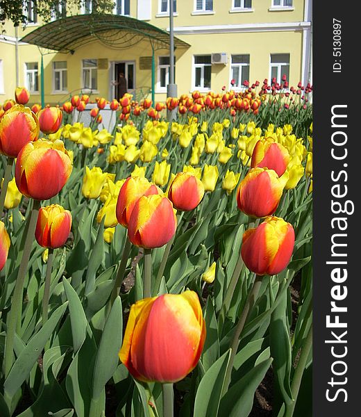 Beautiful red-yellow tulips near to a house porch