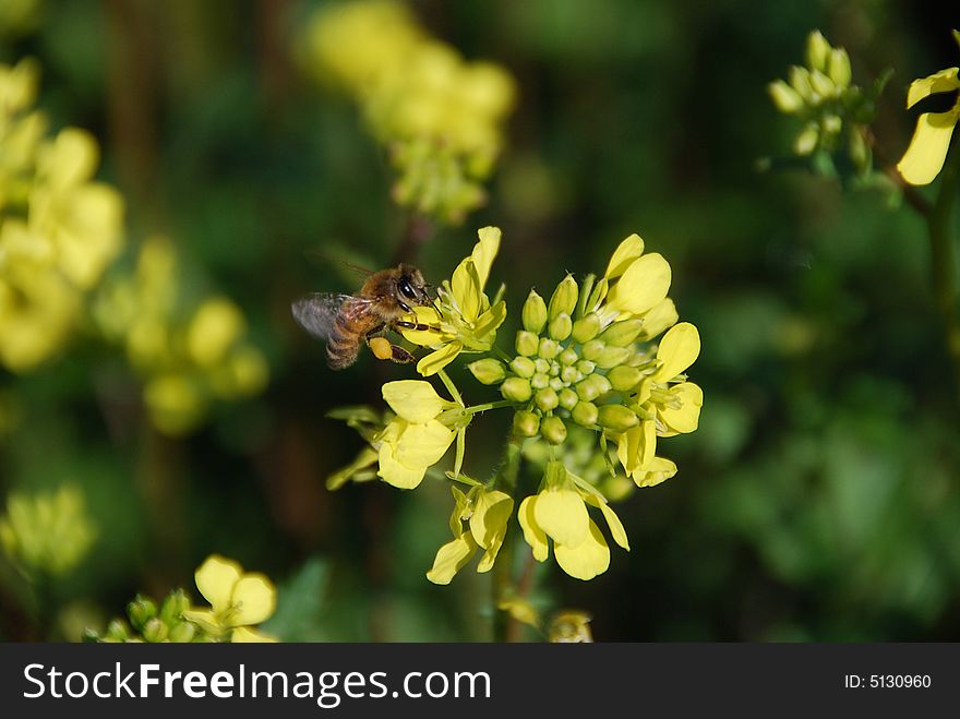 The bee collects nectar from yellow colors. The bee collects nectar from yellow colors