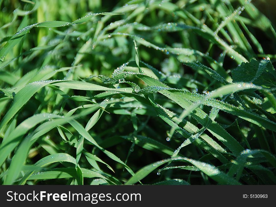 Drops of dew on a young green grass. Drops of dew on a young green grass