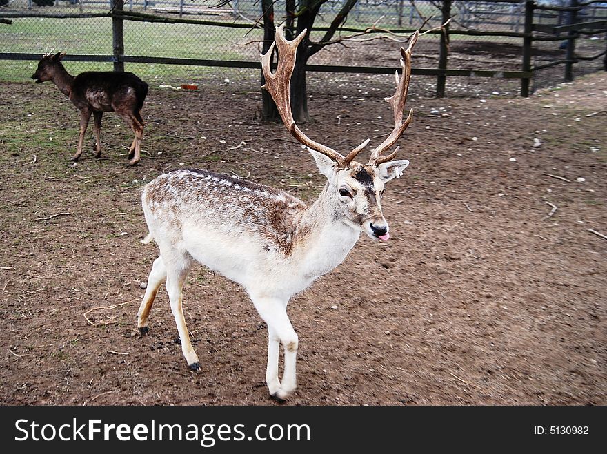 Beautiful little male north deer at the farm in early spring time. Beautiful little male north deer at the farm in early spring time