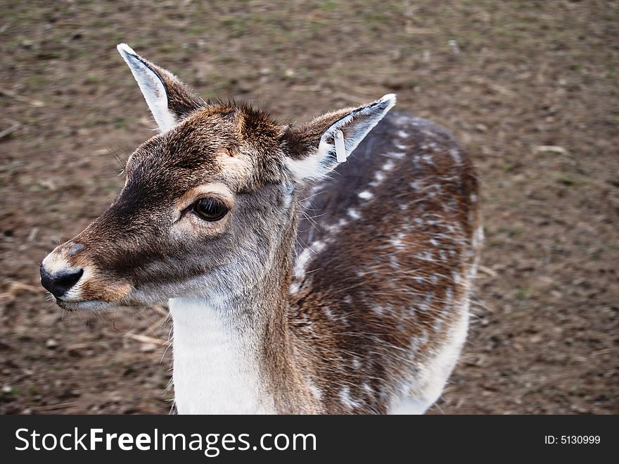 Beautiful little male north deer at the farm in early spring time. Beautiful little male north deer at the farm in early spring time