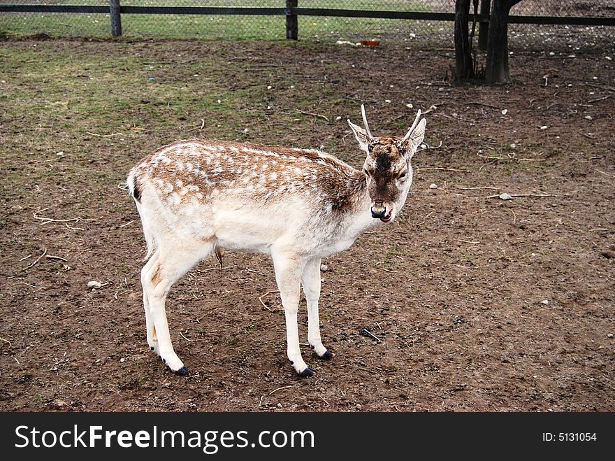 Beautiful little male north deer at the farm in early spring time. Beautiful little male north deer at the farm in early spring time