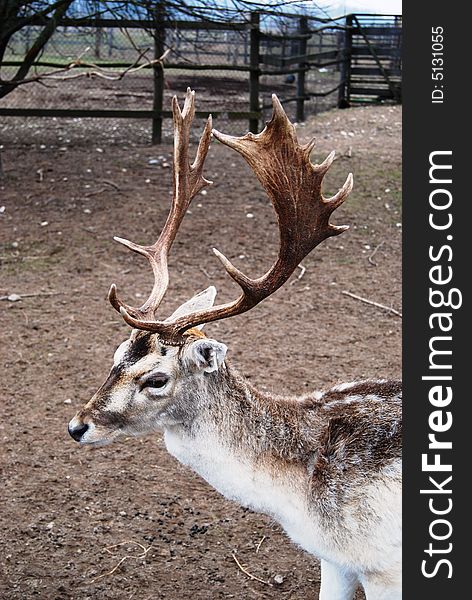 Beautiful mature male north deer at the farm in early spring time. Beautiful mature male north deer at the farm in early spring time