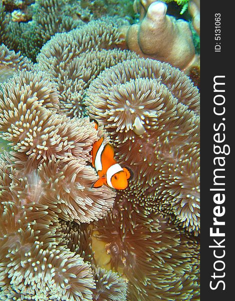 Underwater photograph of a clownfish (nemo). Underwater photograph of a clownfish (nemo)