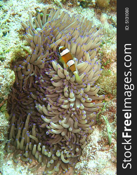 Underwater photograph of a clownfish (nemo). Underwater photograph of a clownfish (nemo)