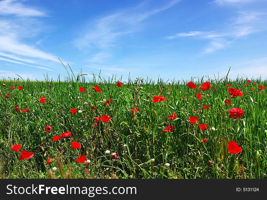 Poppies  In Green Field.