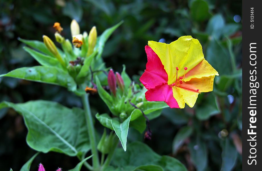 Colorful Indian Jasmine flower close up