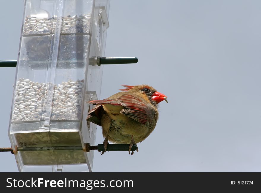 A red cardinal perching with seed. A red cardinal perching with seed.