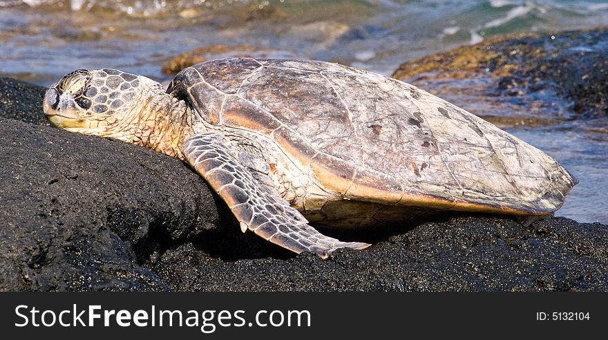 Sleeping Sea Turtle