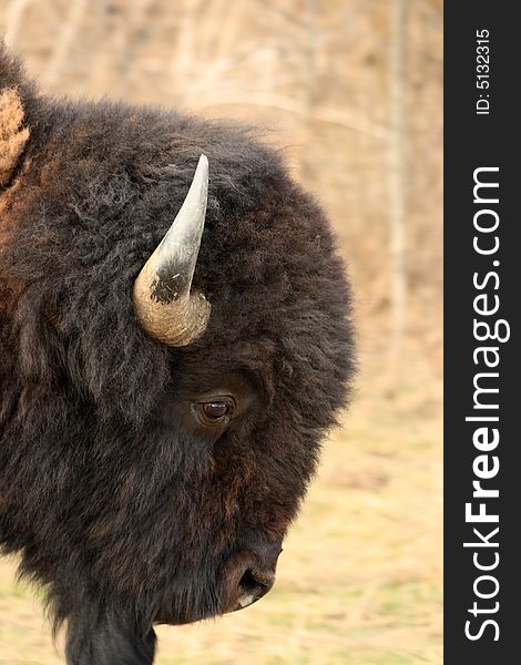 Portrait of a Bison out looking for some Prairie grass to eat