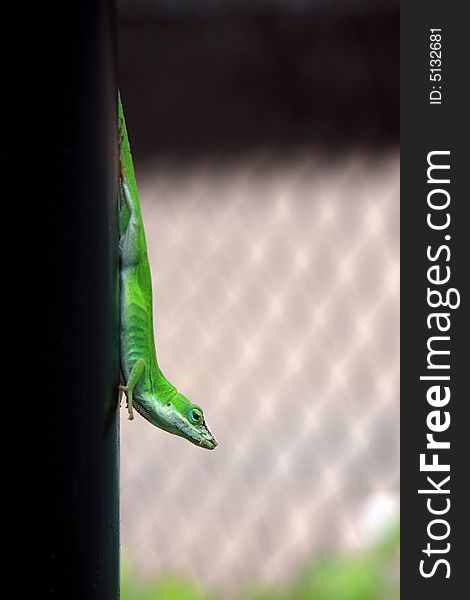 Gecko lizard coming down on pole