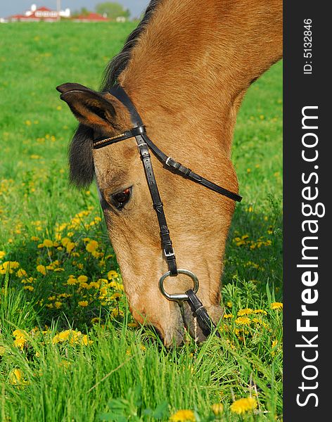 Thirty-two year old Quarter horse eating grass in a field with dandelions.