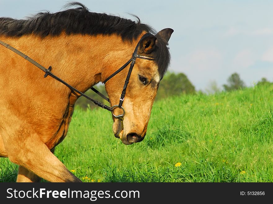 Thirty-two year old Quarter horse being ridden  in a field with dandelions. Thirty-two year old Quarter horse being ridden  in a field with dandelions.