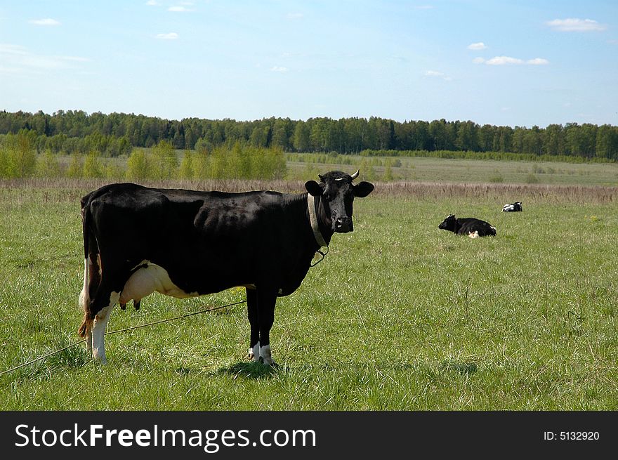 A black cow standing in a field and looking at the camera. A black cow standing in a field and looking at the camera