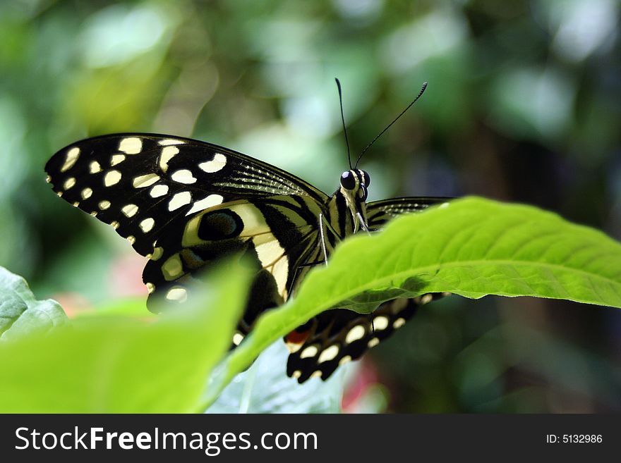 Closeup of a black and yellow stripped butterfly sitting on a leaf. Closeup of a black and yellow stripped butterfly sitting on a leaf.