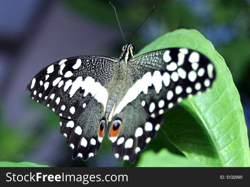 Black and white butterfly with eye spots on its tail. Black and white butterfly with eye spots on its tail.