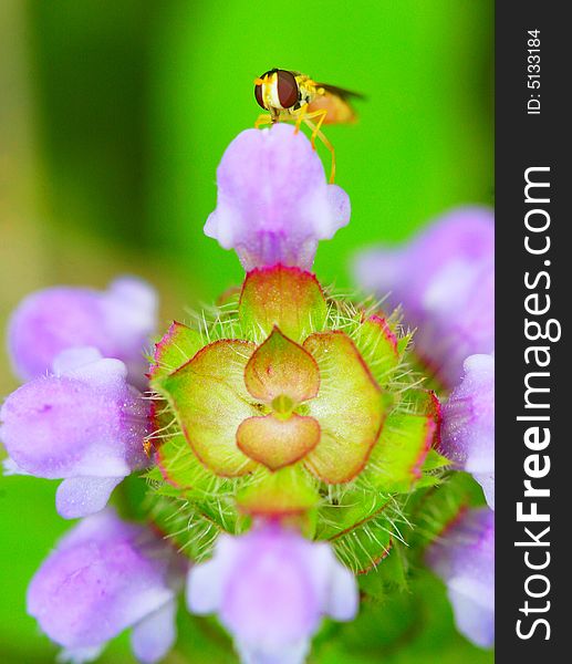 The syrphid flies falling a flower in a garden. The syrphid flies falling a flower in a garden