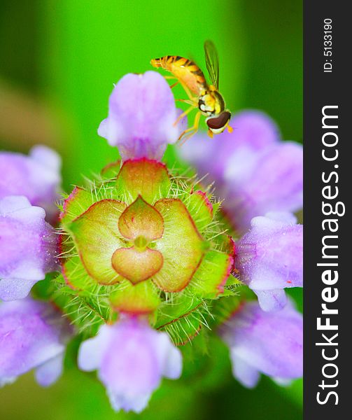 The syrphid flies falling a flower in a garden. The syrphid flies falling a flower in a garden