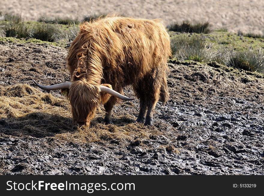 Long haired highland cattle in Scotland feeding