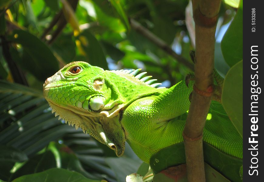 Caribbean Green Iguana in SeaGrape Tree.