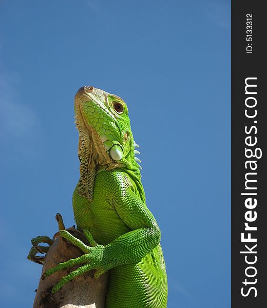 Young Green Iguana. A sentinel with only sky back ground. Young Green Iguana. A sentinel with only sky back ground.