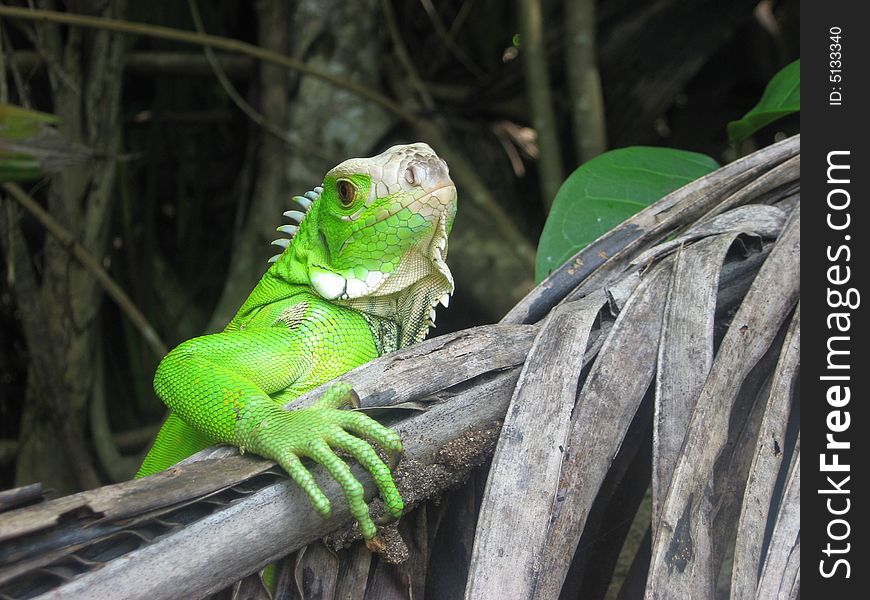 Surprised this young Green Iguana is deciding whether to run or to just sit very still until danger passses.