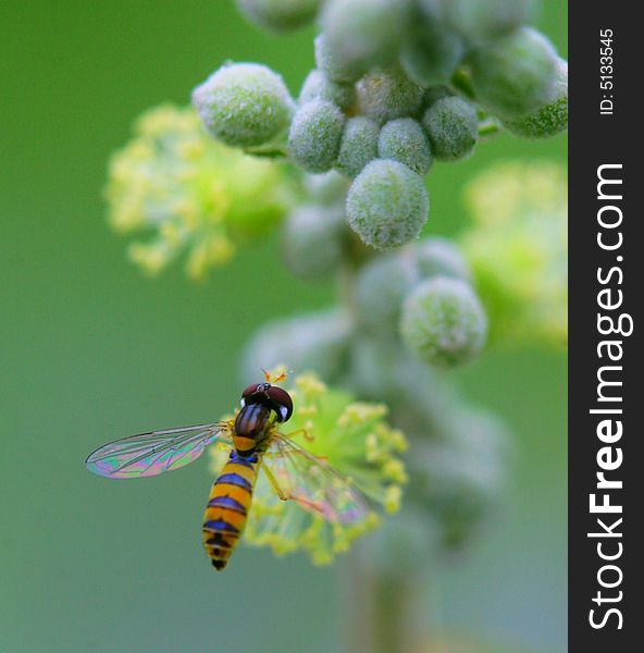 The syrphid flies falling a flower in a garden. The syrphid flies falling a flower in a garden