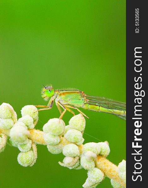 The dragonfly on a plant .wating for the food . The dragonfly on a plant .wating for the food .