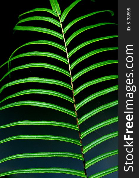 The dark green fern leaves. The dark green fern leaves.