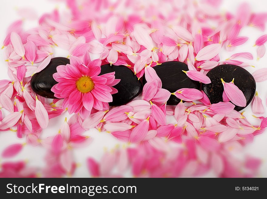 Pink petals and black stones for SPA-massage