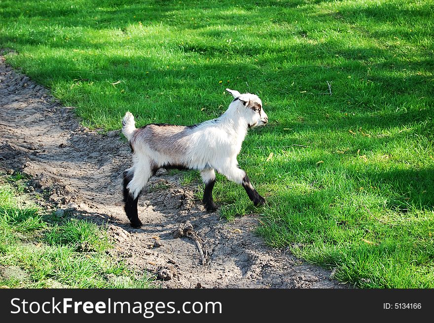 Kid goat