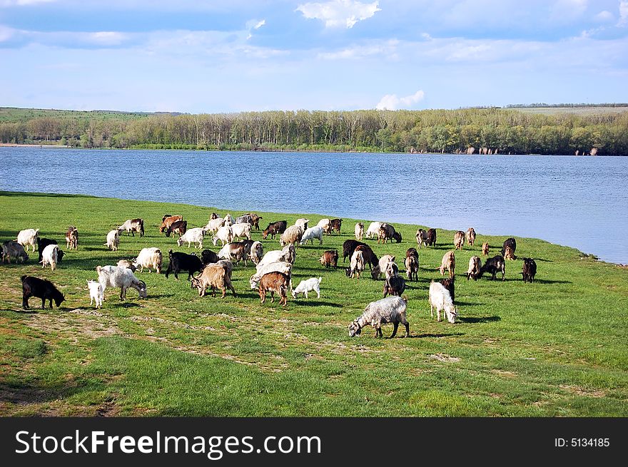 Goats grazing in the green field