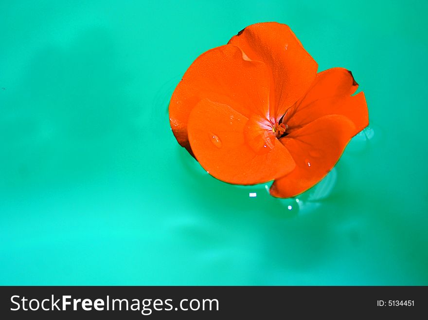 An image of a waterlilly flower floating in green water