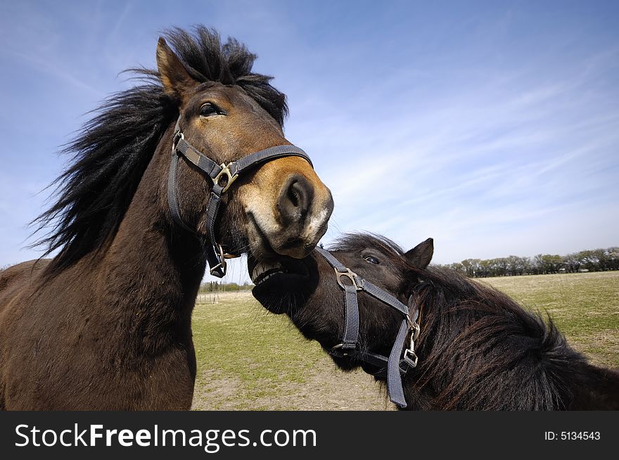 Sad and angry horses. One horse is bitting the other horse. Sad and angry horses. One horse is bitting the other horse.